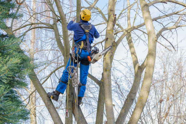 Best Fruit Tree Pruning  in Corcoran, CA